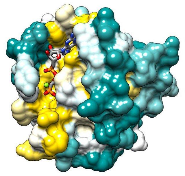  نقش پروتئین "راس" در گسترش سرطان