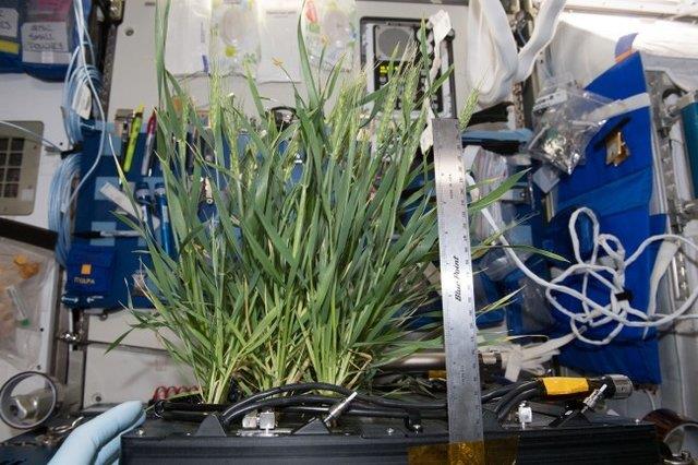 تلاش ناسا برای رشد بیشتر محصولات کشاورزی در فضا