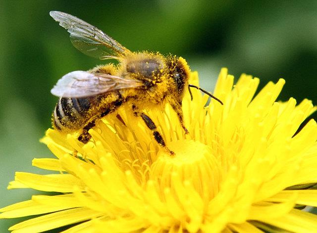  نخستین واکسن برای محافظت از زنبورهای عسل تولید شد