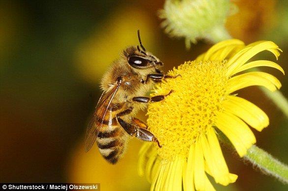  نخستین واکسن برای محافظت از زنبورهای عسل