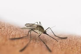  پژوهشگران به دنبال یک روش نوین برای از بین بردن مالاریا در کبد