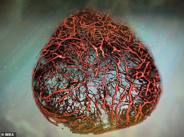 اندام‌واره رگ‌های خونی انسان در آزمایشگاه پرورش یافت