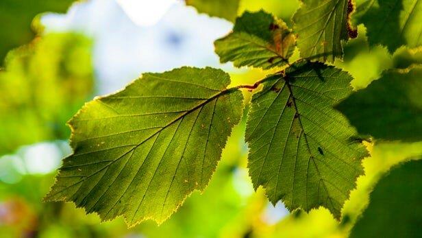 برگ مصنوعی، دی‌اکسید کربن را به سوخت تبدیل می‌کند