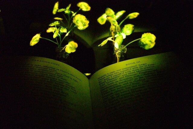 گیاهانی که خانه را روشن می‌کنند!