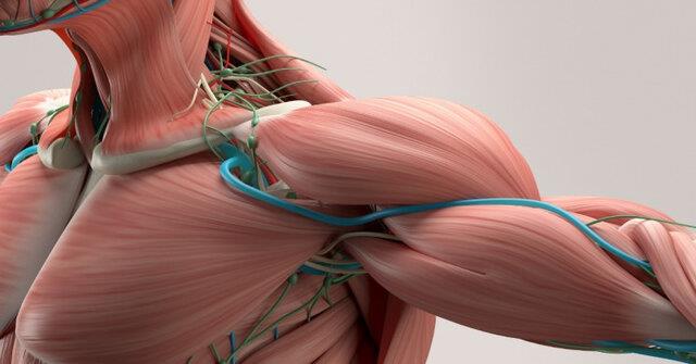  ساخت عضلات مصنوعی قوی‌تر از عضلات انسانی