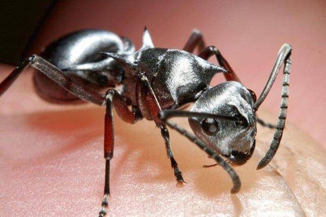  مورچه‌ای که در نوع خود از سریع‌ترین انسان جهان هم سریع‌تر است!