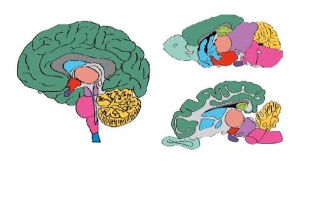  گام مهم دانشمندان سوئدی در درک بهتر مغز انسان