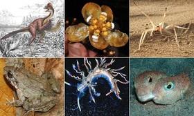 10 گونه برتر کشف شده 2014 