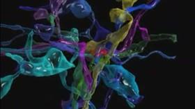 تصویربرداری بی‌سابقه از مغز انسان با وضوح نانو