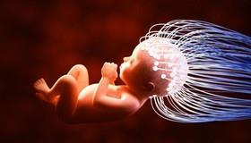 مغز جنین، نخستین قربانی امواج تلفن همراه در بین دوره‌های تکاملی 